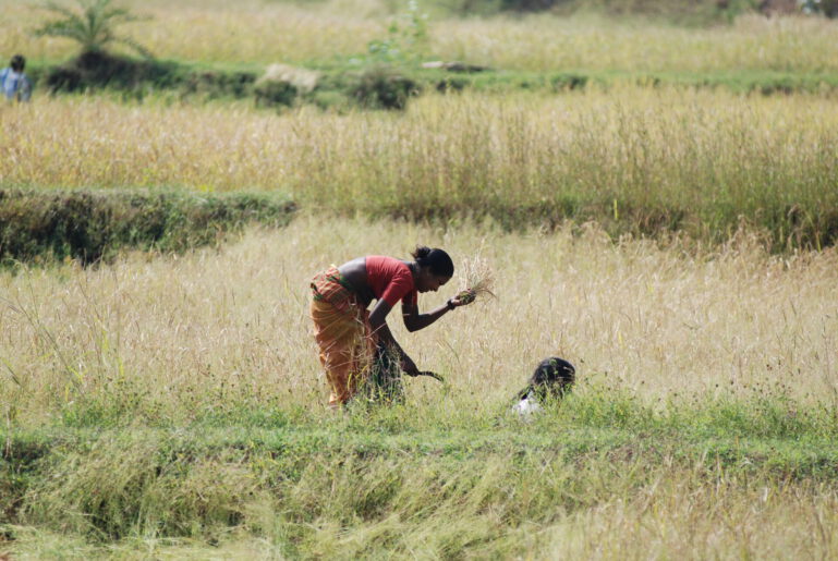 Landarbeit auf den Feldern im Talasari-Gürtel